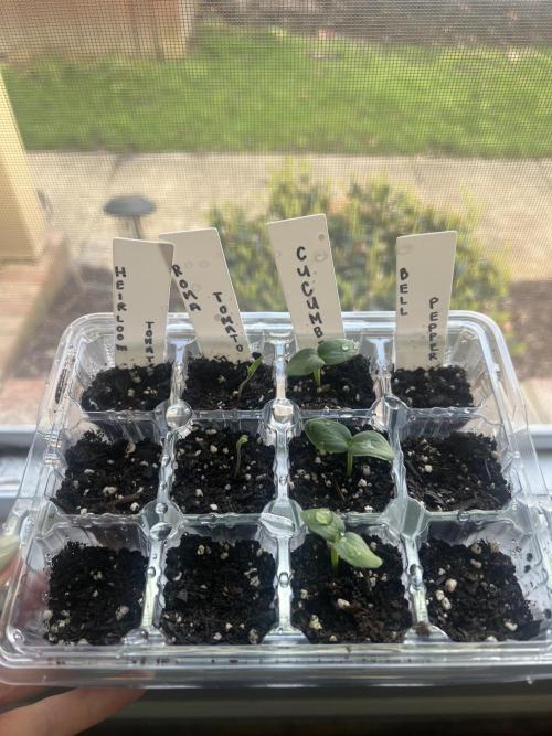 Veggie Run!. Week 1