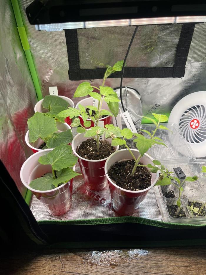 Veggie Run!. Week 4