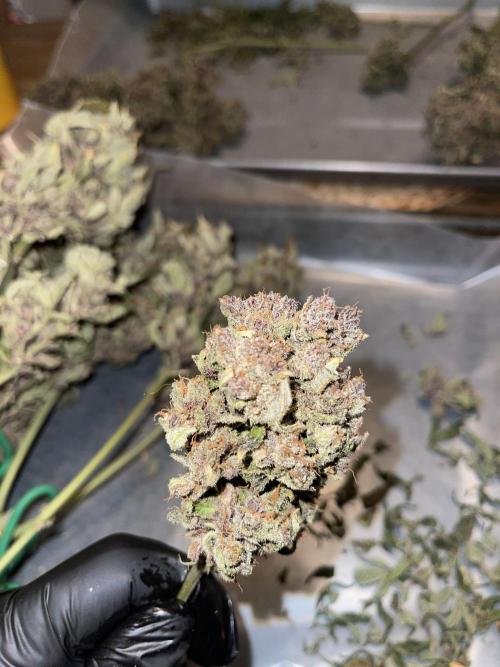 Frostbanger Winter Grow. Week 15