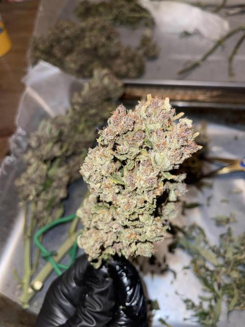 Frostbanger Winter Grow. Week 15