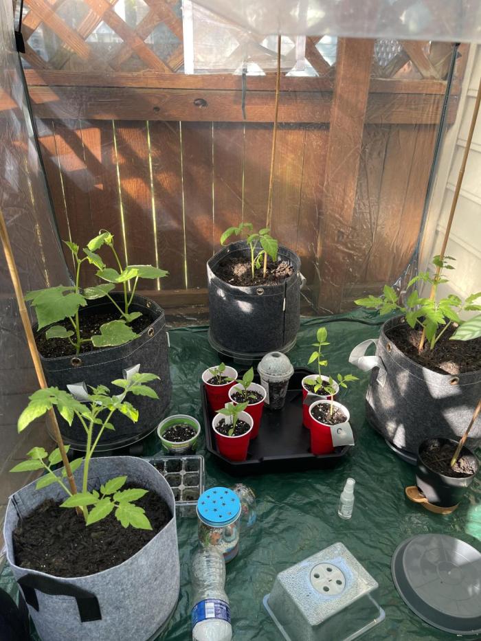 Veggie Run!. Week 6
