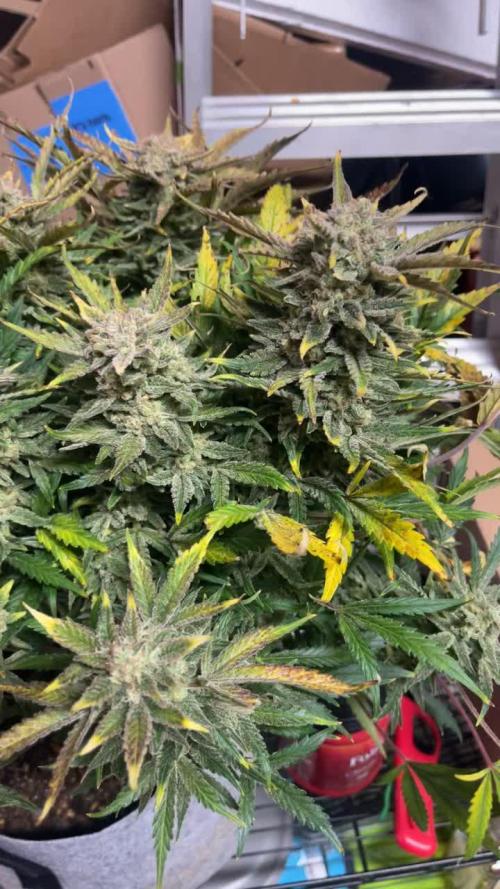 Frostbanger Winter Grow