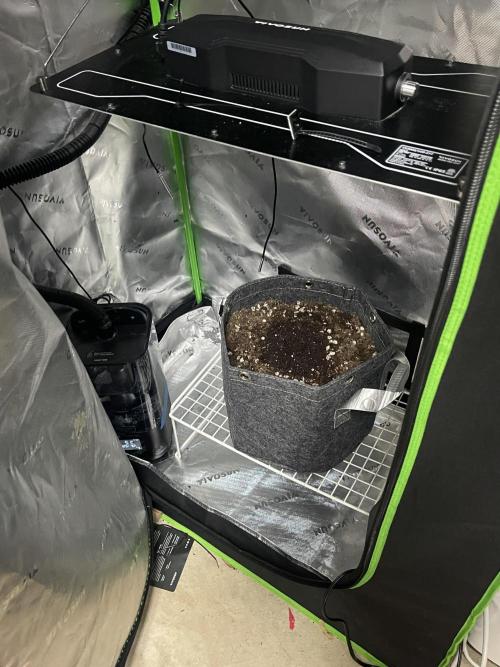 Gorilla Cookies FB420 Summer 26. Week 0
