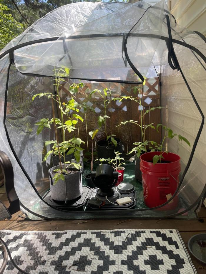 Veggie Run!. Week 10