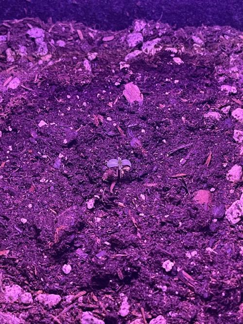 Gorilla Cookies FB420 Summer 26. Week 1 - 5/9