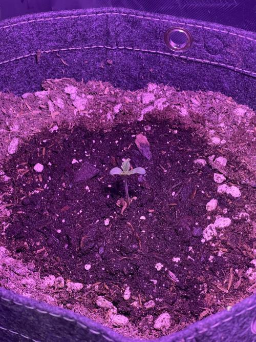 Gorilla Cookies FB420 Summer 26. Week 1 - 5/11
