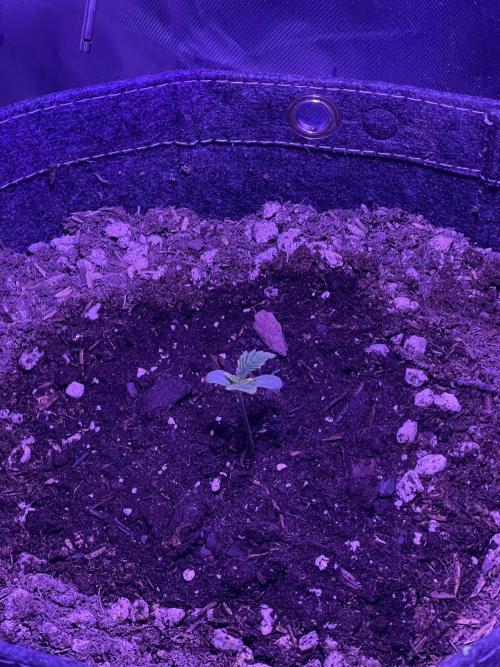 Gorilla Cookies Auto. Week 1