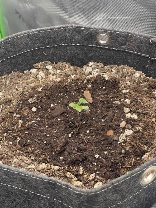 Gorilla Cookies FB420 Summer 26. Week 2