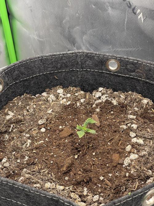 Gorilla Cookies FB420 Summer 26. Week 2
