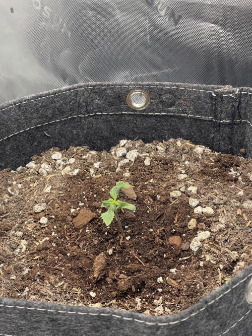 Gorilla Cookies FB420 Summer 26. Week 2