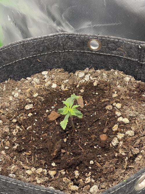 Gorilla Cookies FB420 Summer 26. Week 2