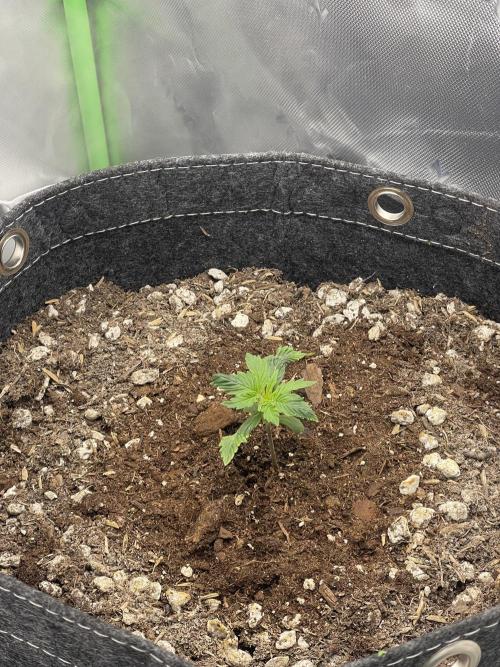 Gorilla Cookies FB420 Summer 26. Week 2