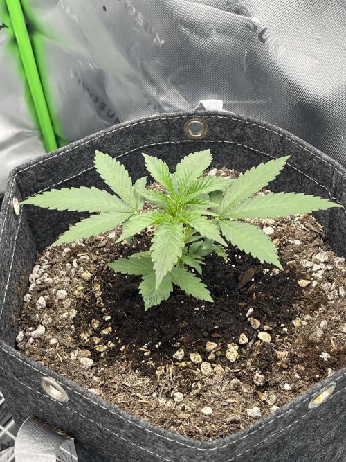Gorilla Cookies FB420 Summer 26. Week 4