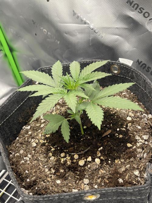 Gorilla Cookies FB420 Summer 26. Week 4