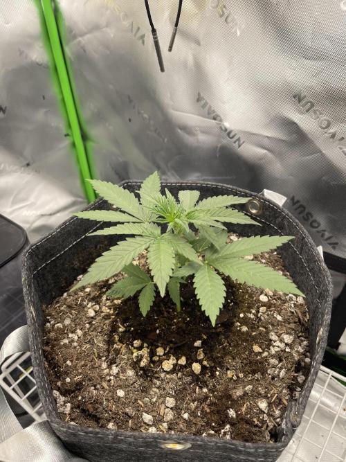 Gorilla Cookies FB420 Summer 26. Week 4