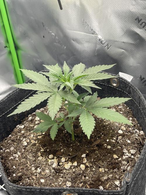 Gorilla Cookies FB420 Summer 26. Week 4