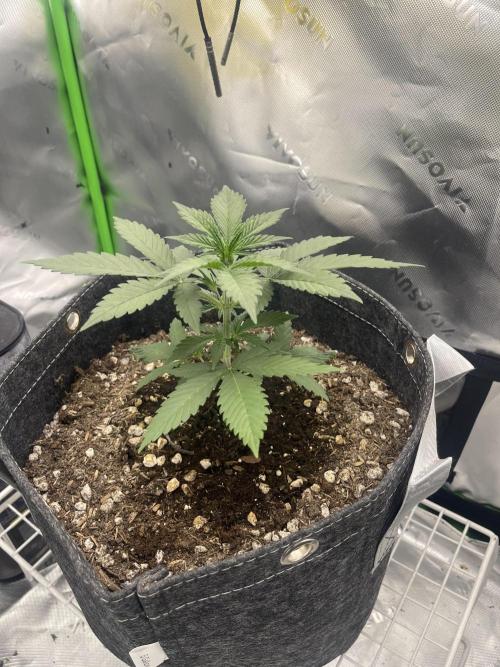 Gorilla Cookies FB420 Summer 26. Week 4