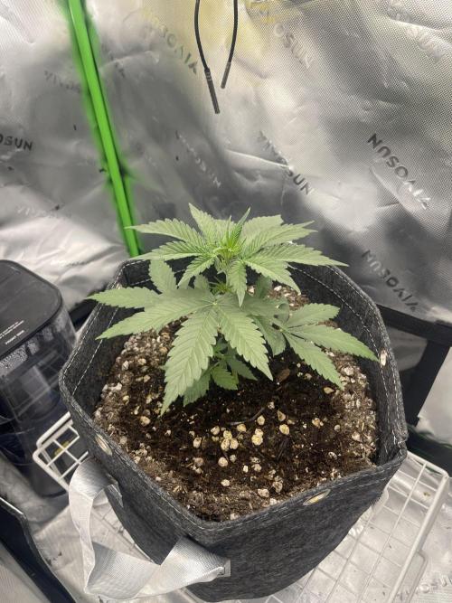 Gorilla Cookies FB420 Summer 26. Week 4
