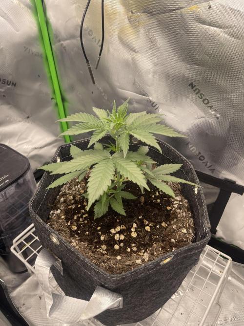 Gorilla Cookies Auto. Week 4