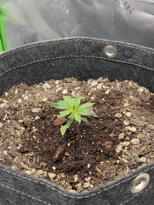 Gorilla Cookies FB420 Summer 26. Week 3