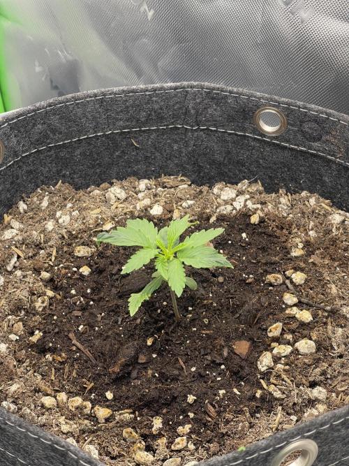 Gorilla Cookies FB420 Summer 26. Week 3