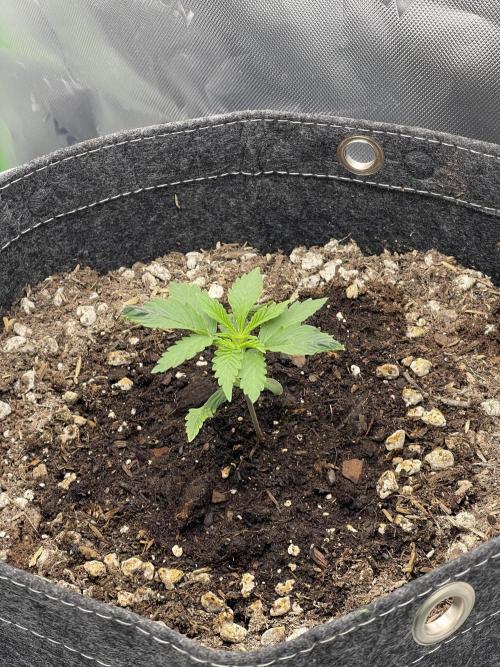Gorilla Cookies FB420 Summer 26. Week 3