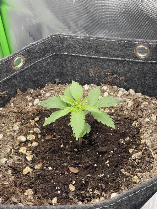 Gorilla Cookies FB420 Summer 26. Week 3