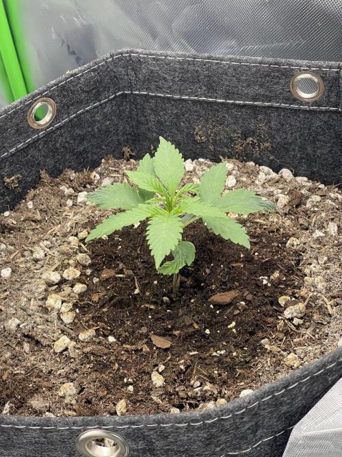 Gorilla Cookies FB420 Summer 26. Week 3