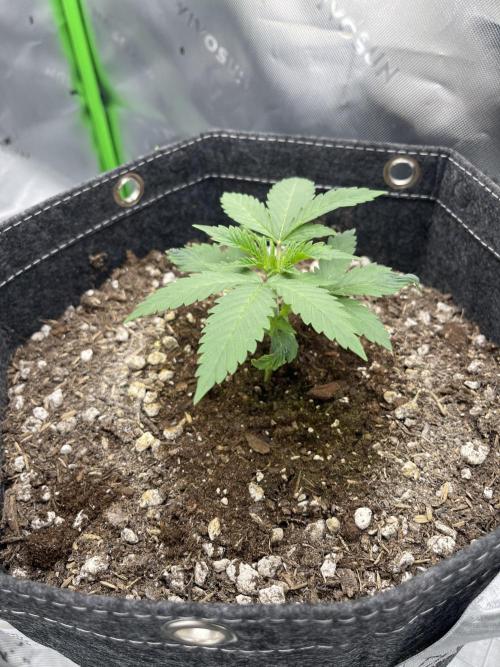 Gorilla Cookies FB420 Summer 26. Week 3