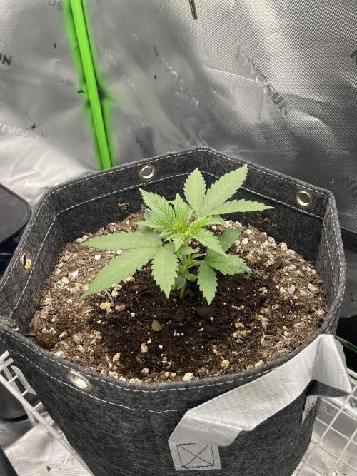 Gorilla Cookies FB420 Summer 26. Week 3