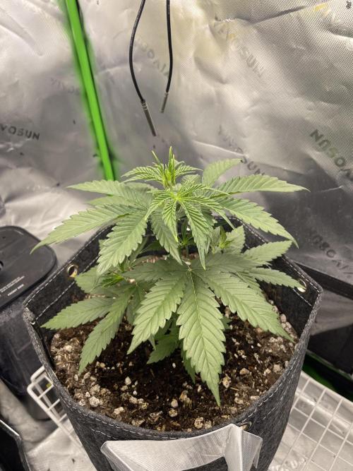 Gorilla Cookies FB420 Summer 26. Week 5