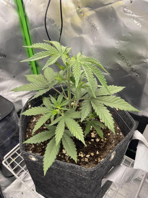 Gorilla Cookies FB420 Summer 26. Week 5
