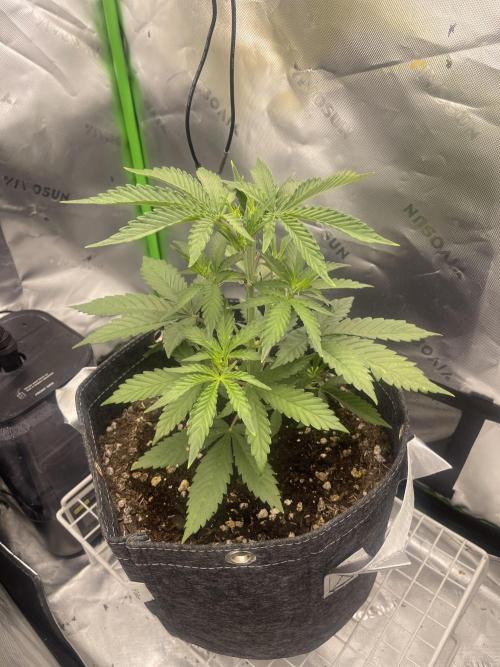 Gorilla Cookies FB420 Summer 26. Week 5