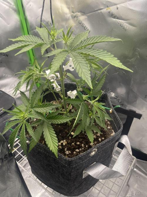 Gorilla Cookies FB420 Summer 26. Week 5