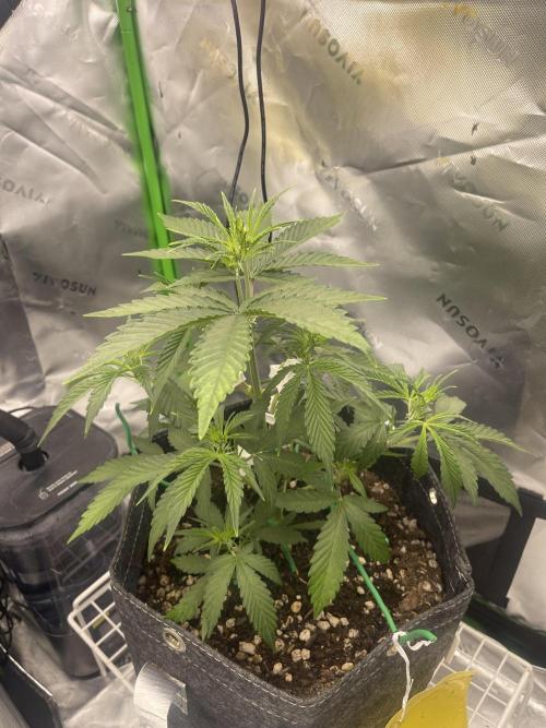 Gorilla Cookies FB420 Summer 26. Week 5