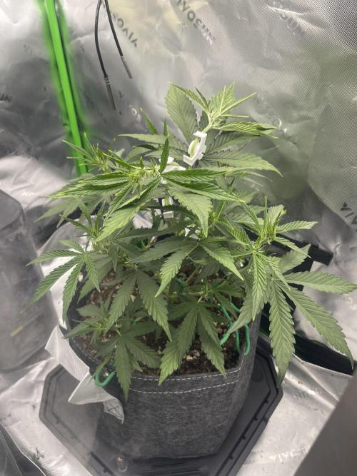 Gorilla Cookies FB420 Summer 26. Week 6