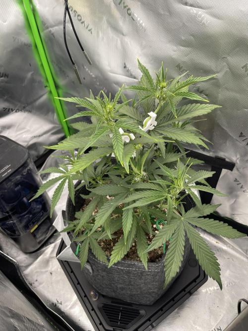Gorilla Cookies FB420 Summer 26. Week 6
