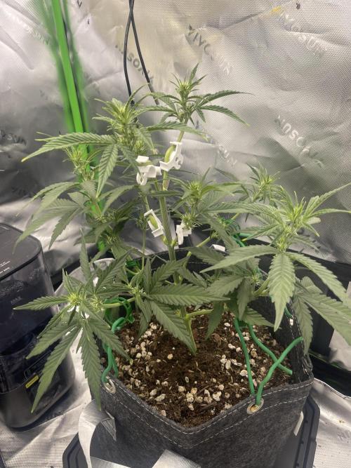 Gorilla Cookies FB420 Summer 26. Week 6