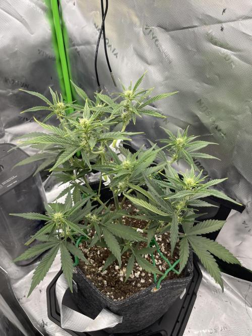 Gorilla Cookies FB420 Summer 26. Week 6