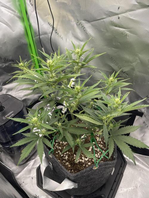 Gorilla Cookies FB420 Summer 26. Week 6
