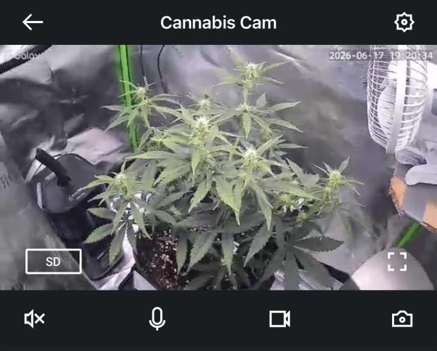 Gorilla Cookies FB420 Summer 26. Week 6