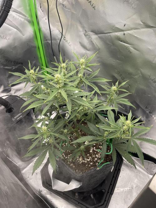 Gorilla Cookies FB420 Summer 26. Week 7