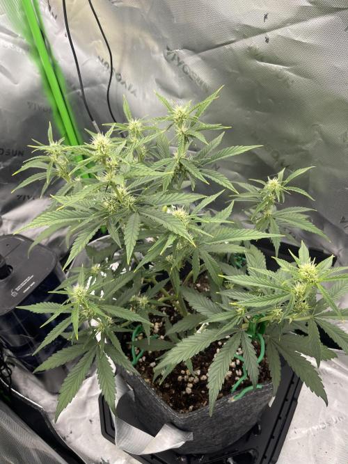 Gorilla Cookies FB420 Summer 26. Week 7
