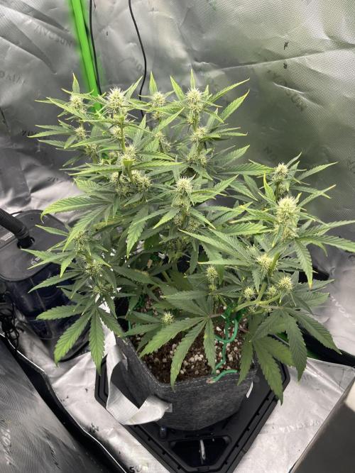 Gorilla Cookies FB420 Summer 26. Week 7