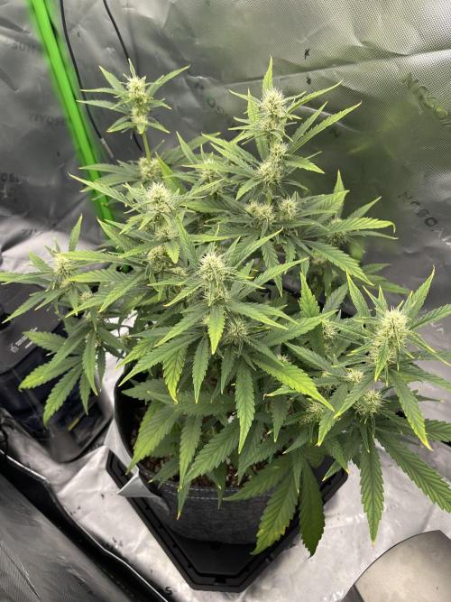Gorilla Cookies FB420 Summer 26. Week 7