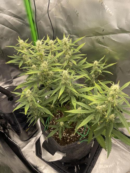 Gorilla Cookies FB420 Summer 26. Week 8