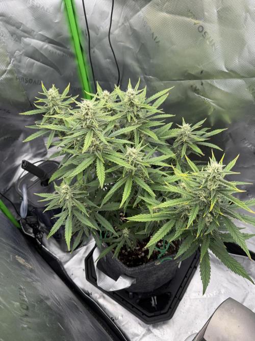 Gorilla Cookies FB420 Summer 26. Week 8