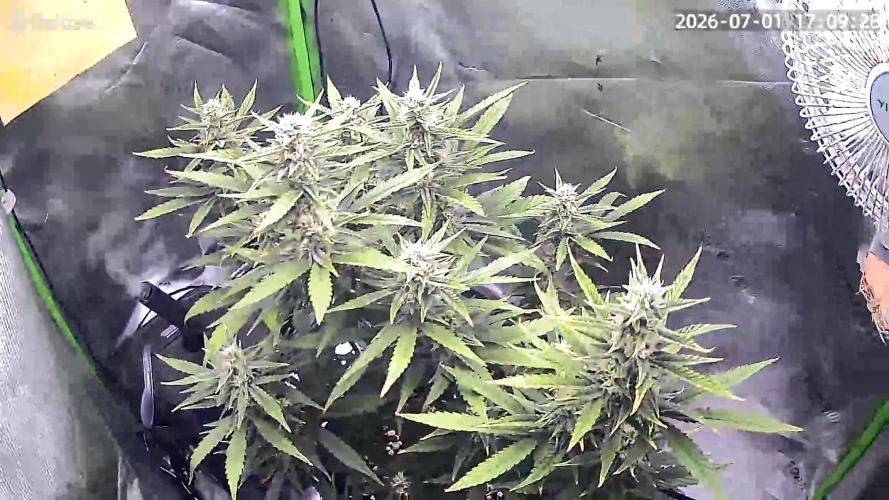 Gorilla Cookies FB420 Summer 26. Week 9