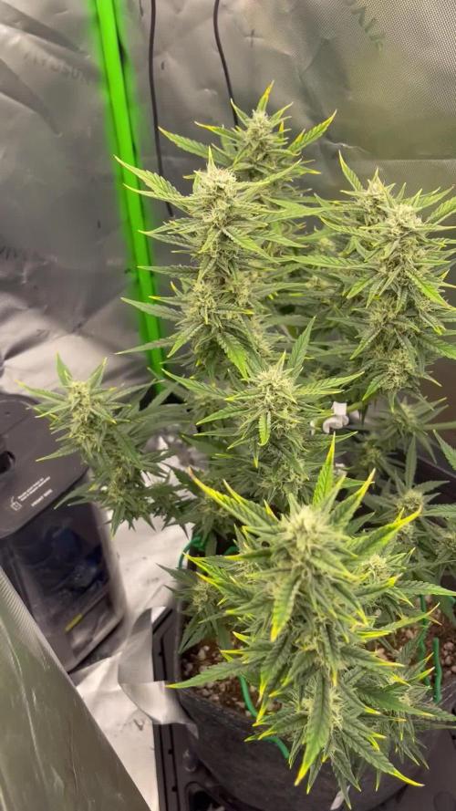 Gorilla Cookies FB420 Summer 26