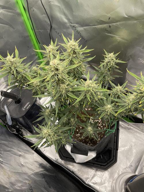 Gorilla Cookies FB420 Summer 26. Week 9